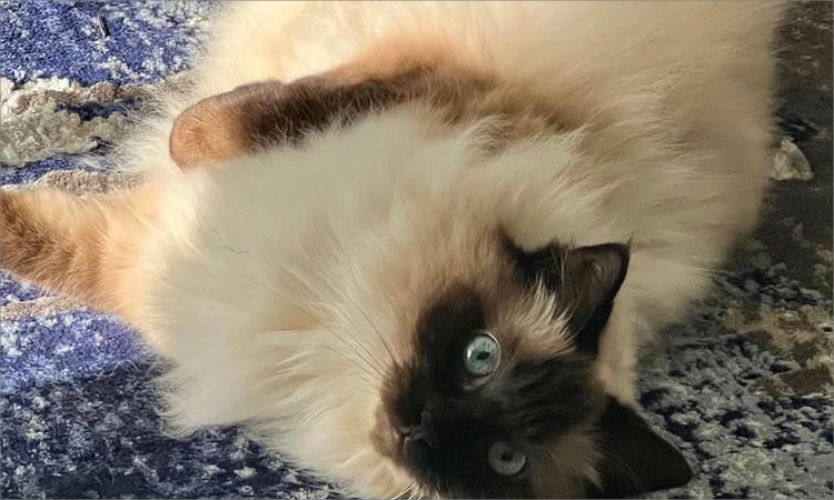 A very cute cat.