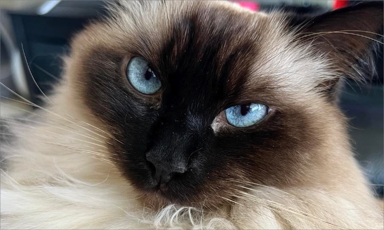 A very cute cat.